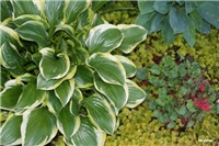 7c4b93f9-IMG_7183 hoste.jpg